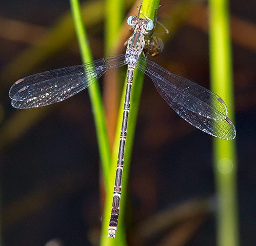 Lestes tridens female